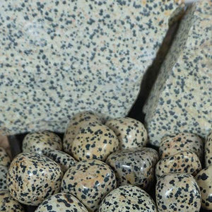 Dalmatian Jasper